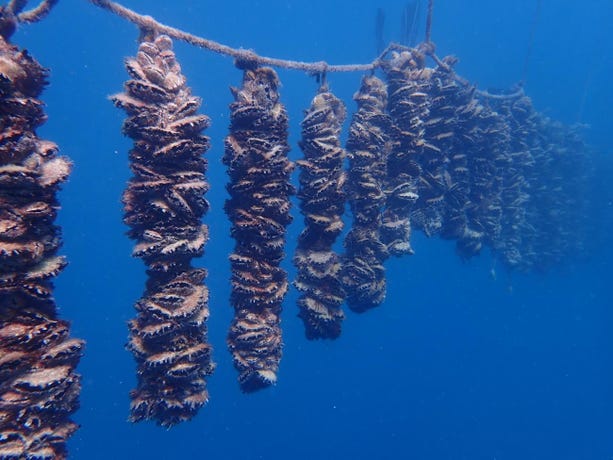 Tahitian pearl farming
