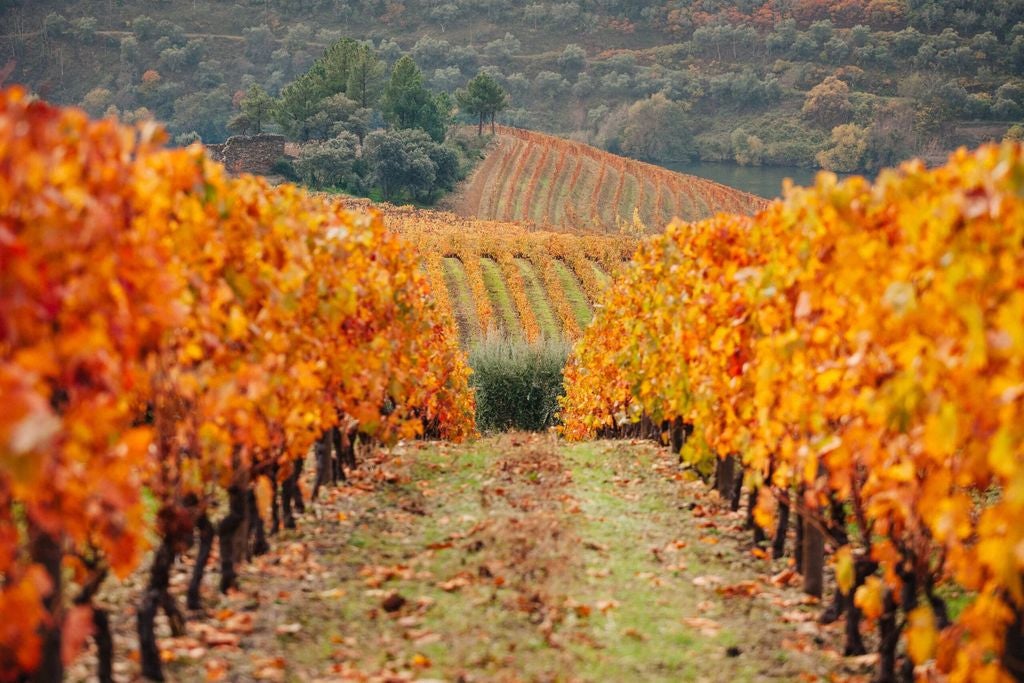 Elegant stone hotel with terraced vineyards in Douro Valley, featuring classic Mediterranean architecture and panoramic river views