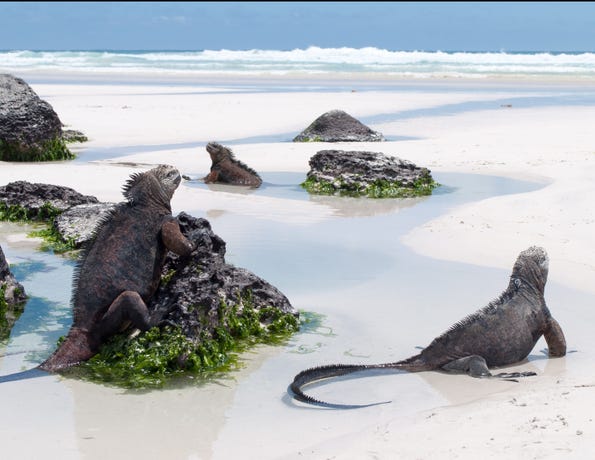 See beach iguanas on land and at sea
