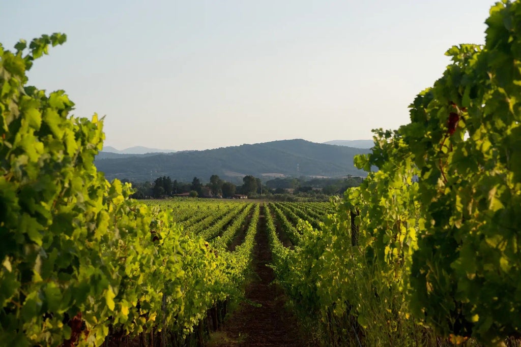 Luxurious Tuscan wine resort nestled among rolling vineyards, featuring elegant stone architecture and lush green landscape at sunset