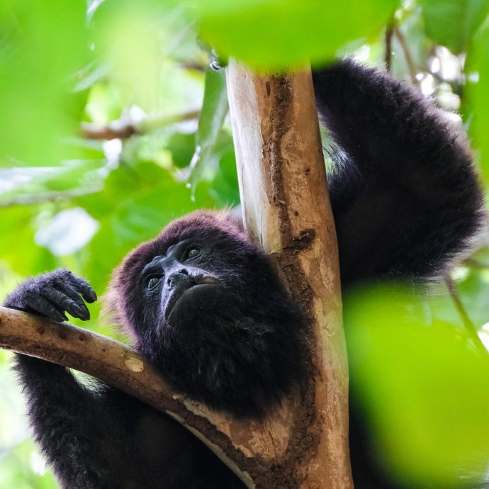 Howler monkeys assert their dominance from the trees around the ruins of Uaxactún