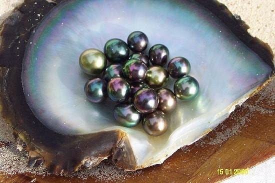 Oyster pearls
