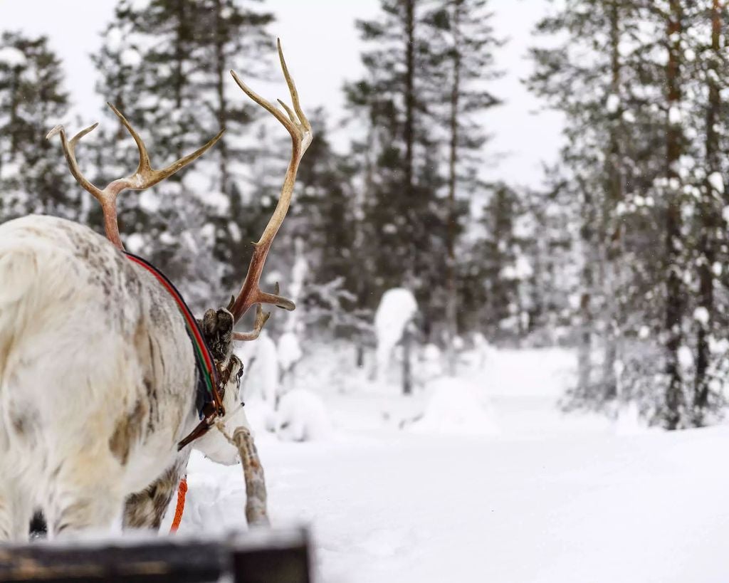 Majestic reindeer trek through snow-covered Lapland forest, golden sunset casting warm light on luxurious winter wilderness safari experience