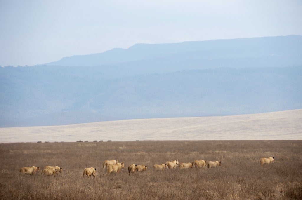 Canvas tent lodge perched on Ngorongoro Crater rim with panoramic savanna views, luxurious outdoor seating under wooden beams at sunset