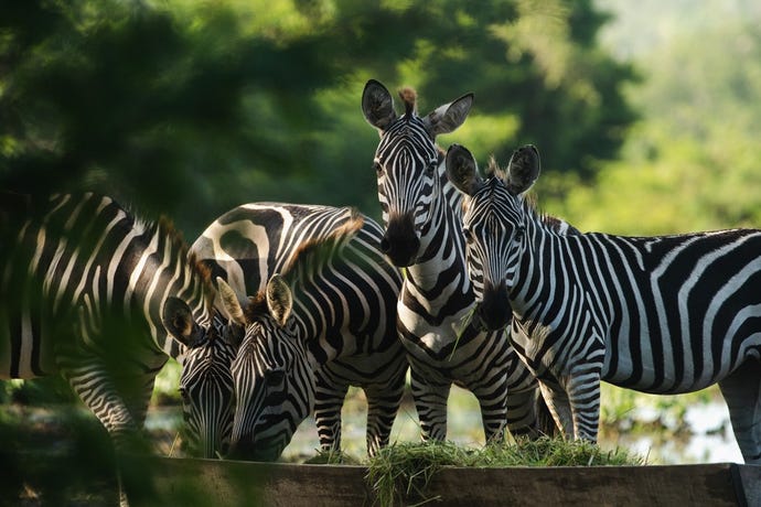 Zebras enjoying the terrain in Mexico