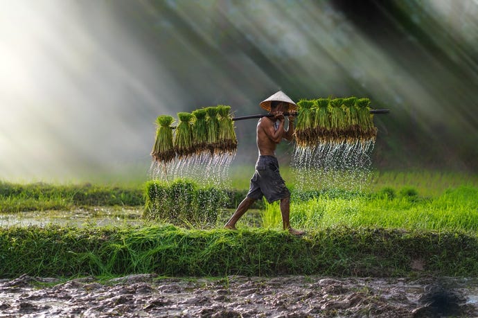 A farmer tends to his fields in Vietnam