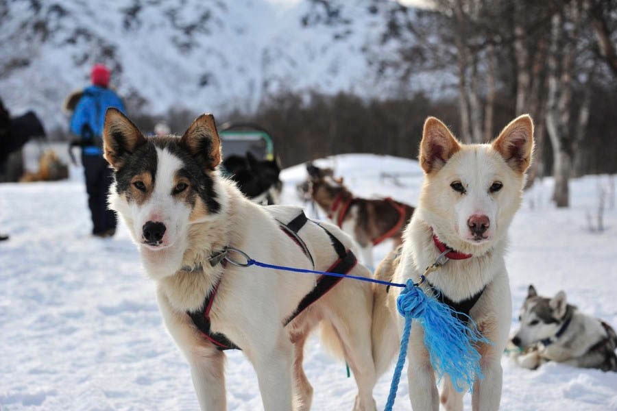 Husky dogs pulling wooden sled through pristine snow-covered Norwegian forest trail, musher standing on ornate vintage sleigh