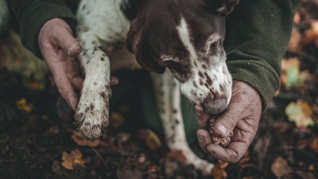 Truffle hunter and trained dog search through sun-dappled Chianti forest, with traditional hunting tools and woven basket nearby