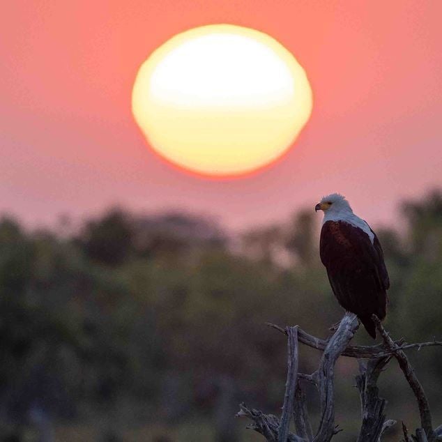 Luxurious tented safari camp nestled in Botswana's scenic wilderness, featuring elegant wooden decks overlooking lush delta landscape with wildlife in distance