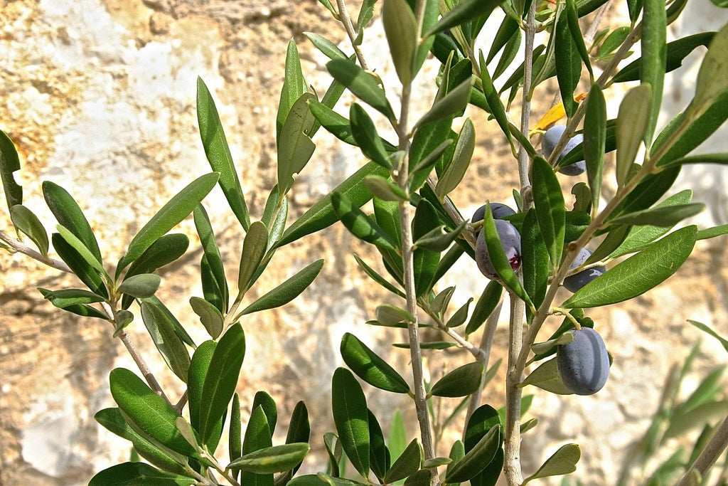 Rustic Greek olive grove with elegant tasting setup, golden olive oil in crystal glasses, sunlight filtering through ancient olive trees