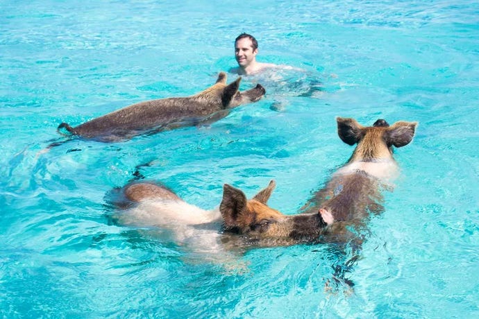 Swimming With Pigs
