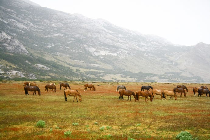 Wild horses in Patagonia
