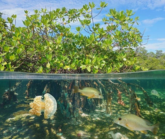 Snorkeling in the mangrove habitat
