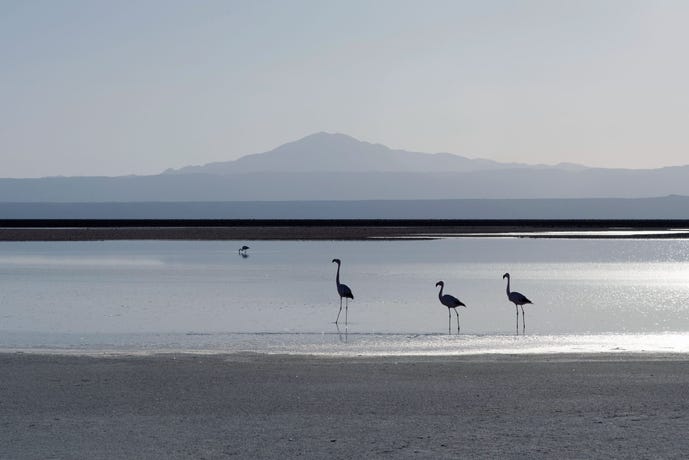 Chaxa Lagoon (half day)
